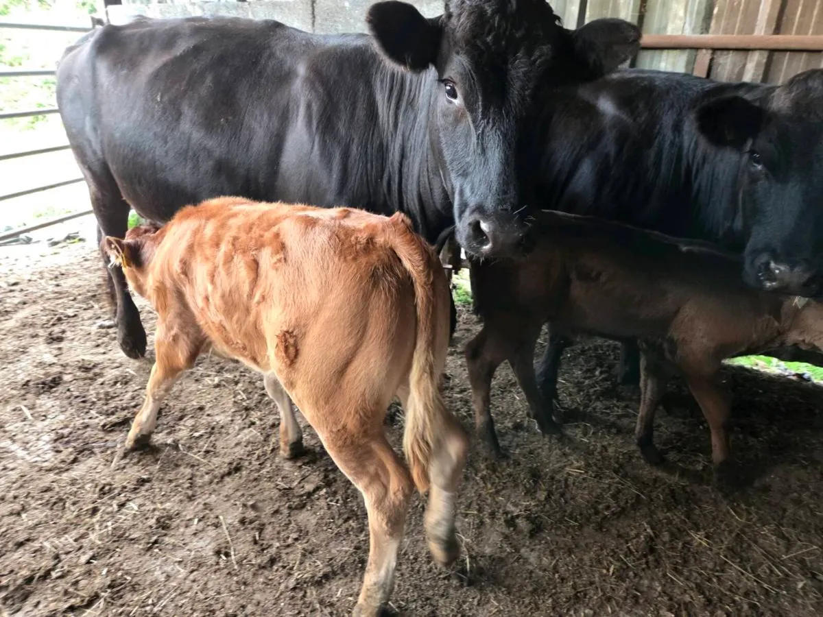 Organic Cows & Calfs ENNIS MART - Image 3
