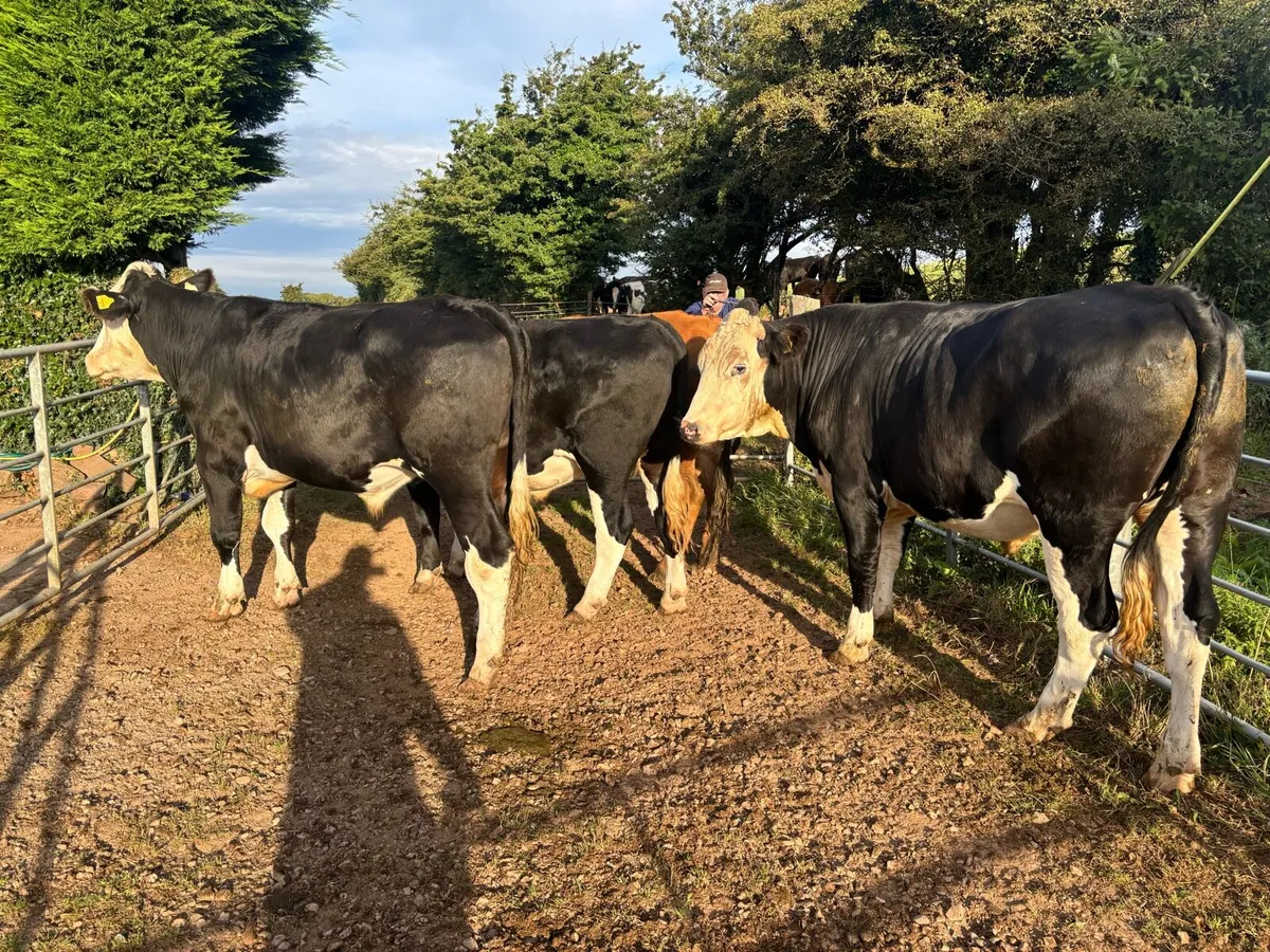 AUX & HEX Bullocks in Nenagh Mart Today! - Image 1