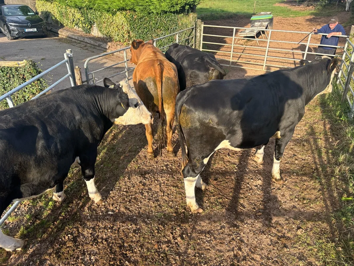 AUX & HEX Bullocks in Nenagh Mart Today! - Image 4