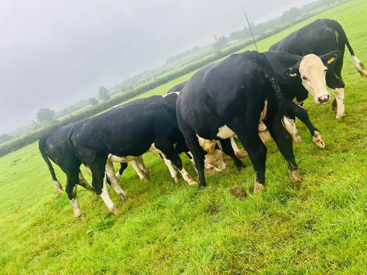 Hereford heifers - Image 1