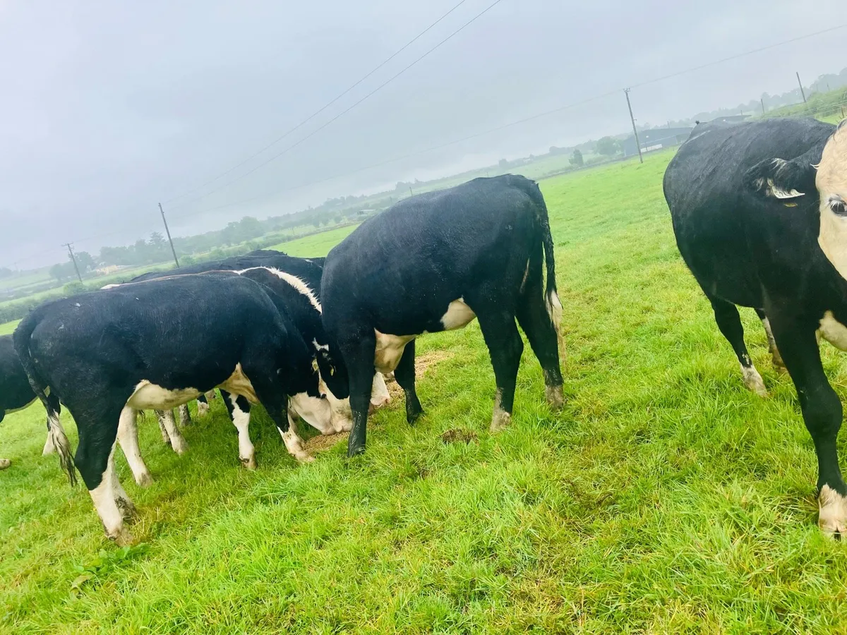 Hereford heifers - Image 2