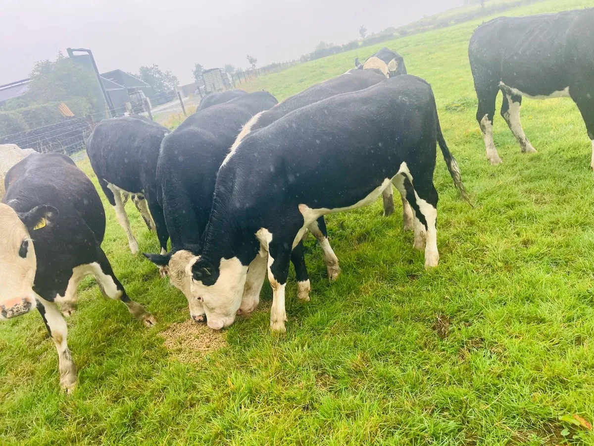 Hereford heifers - Image 4