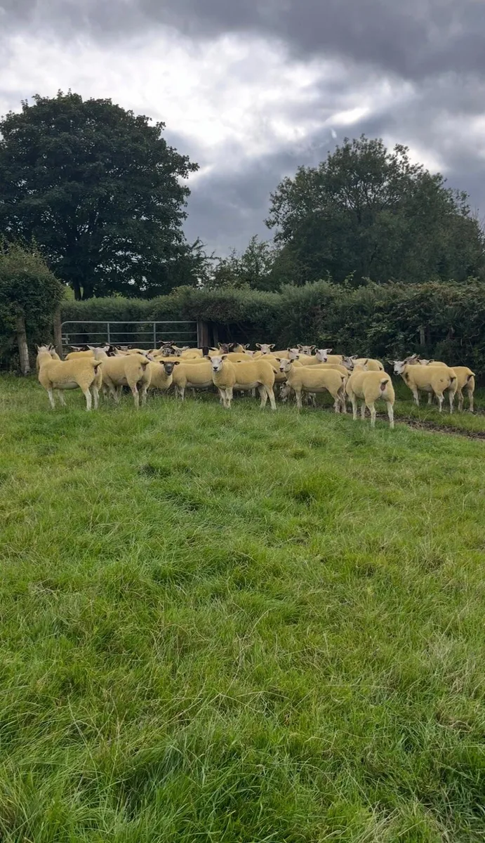 Texel Suff Hoggets - Image 1
