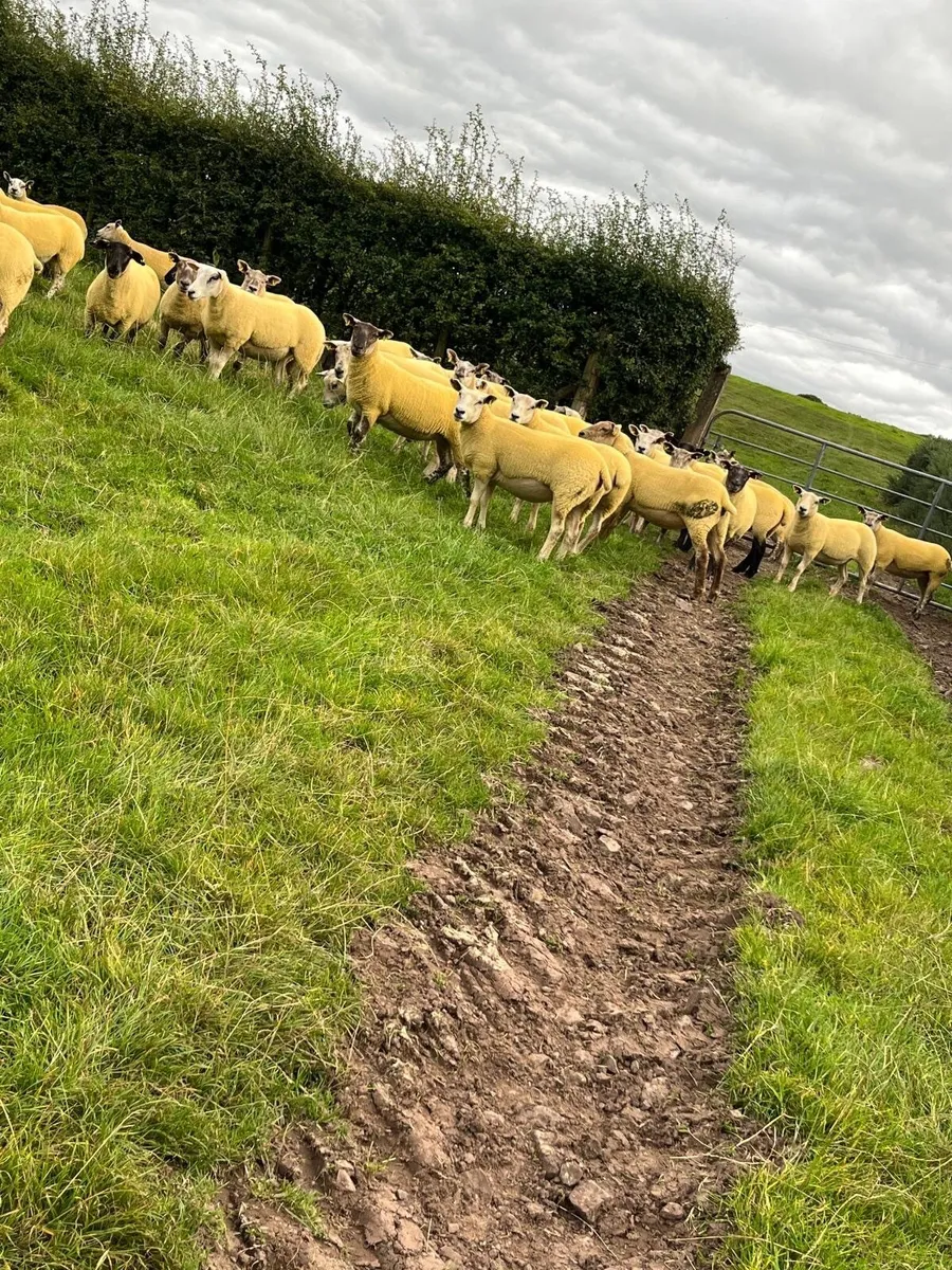 Texel Suff Hoggets - Image 2