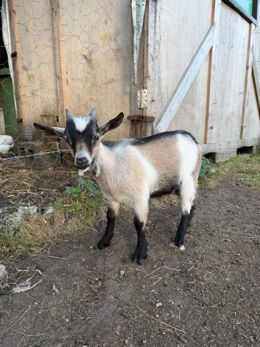 Pygmy Goats - Image 3