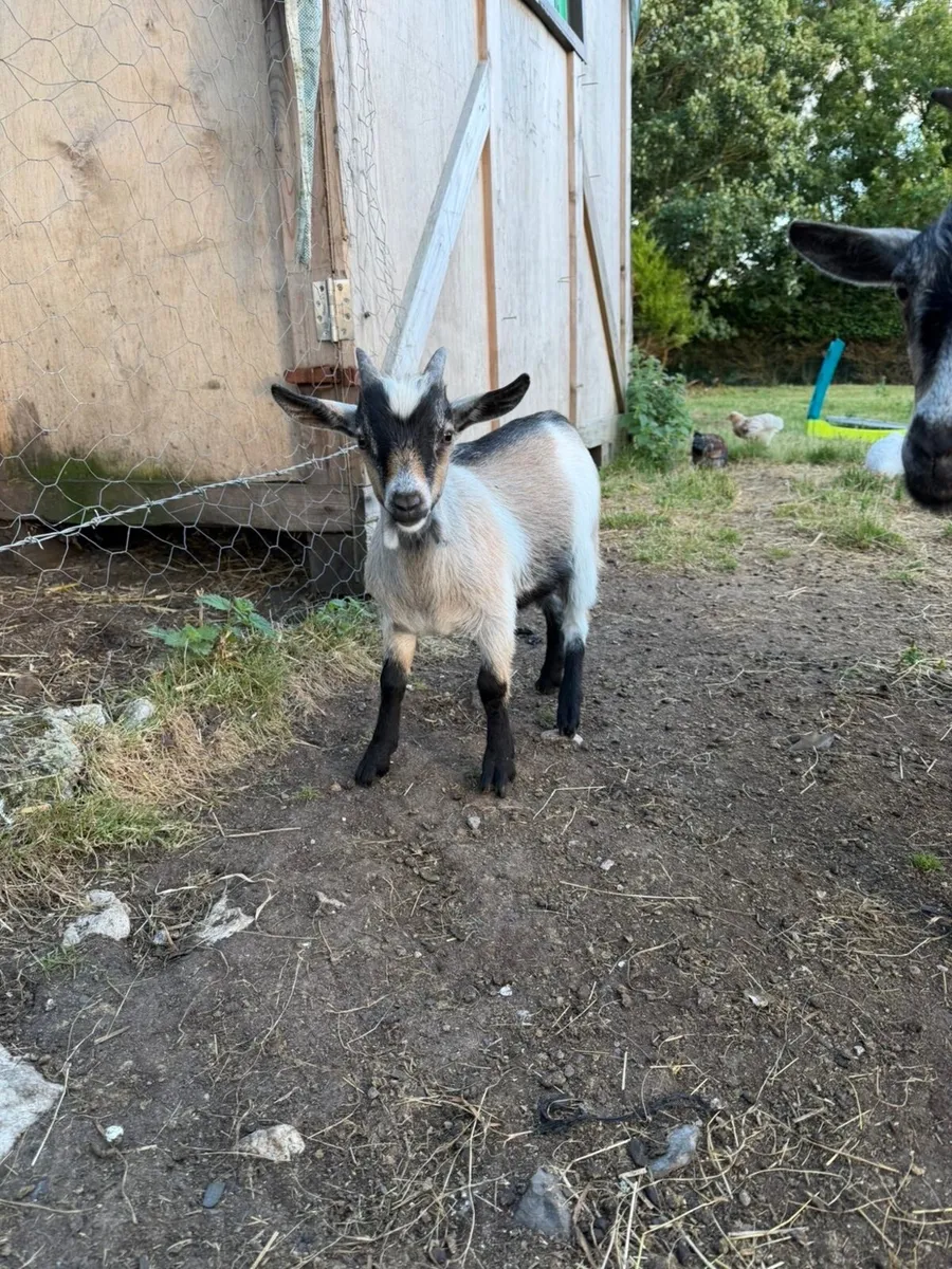 Pygmy Goats - Image 4
