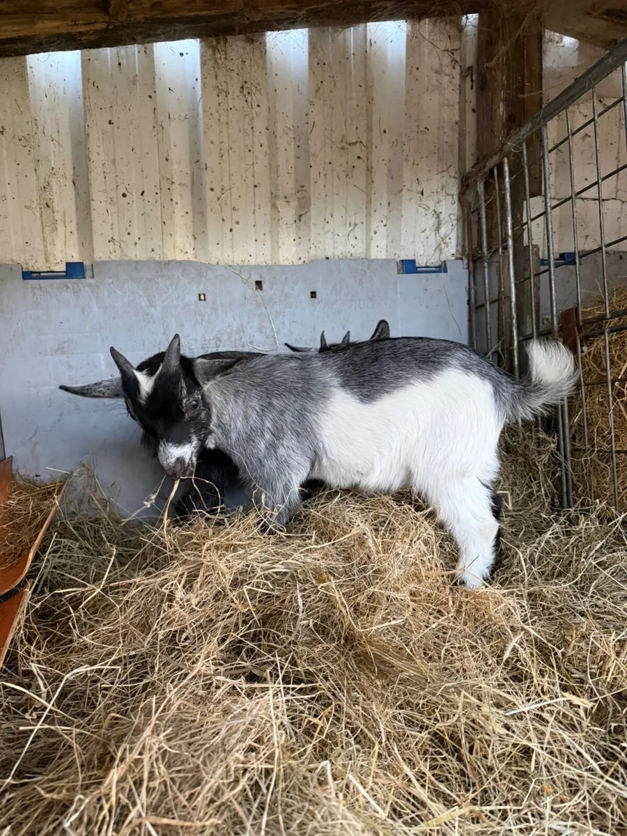 Pygmy Goats - Image 1