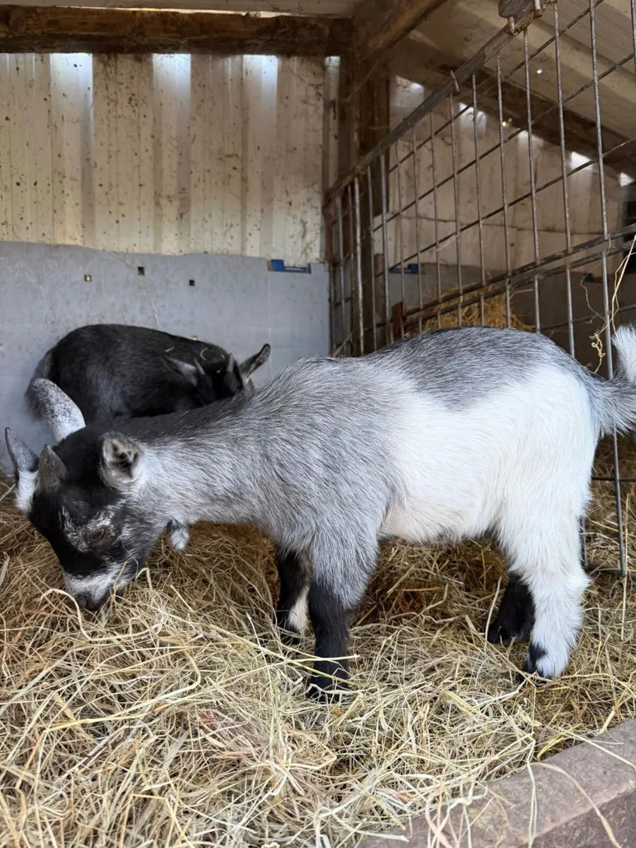 Pygmy Goats - Image 2