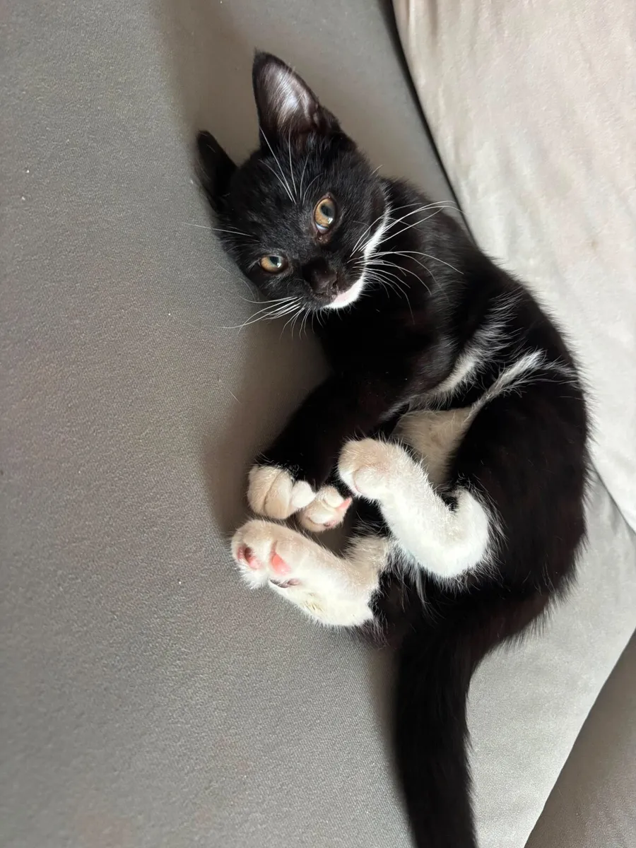 Kitten & litter box + cat items - Image 1