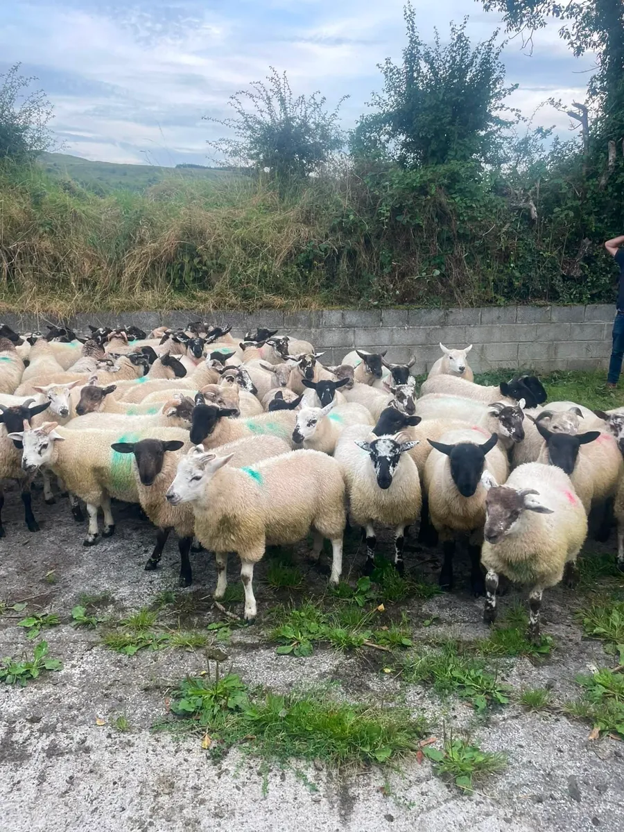 ⭐️80 Super Ram Lambs ⭐️ - Image 2