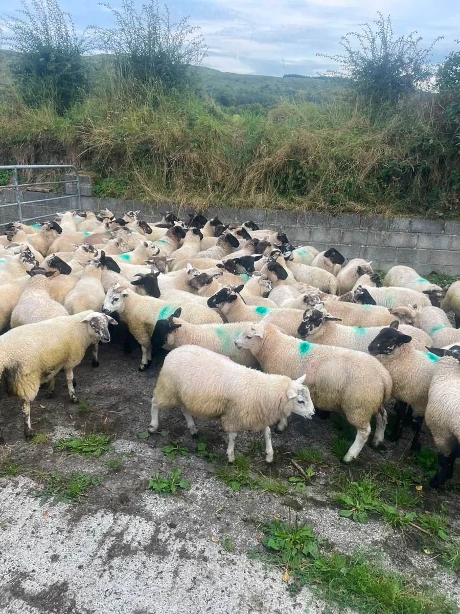 ⭐️80 Super Ram Lambs ⭐️ - Image 1