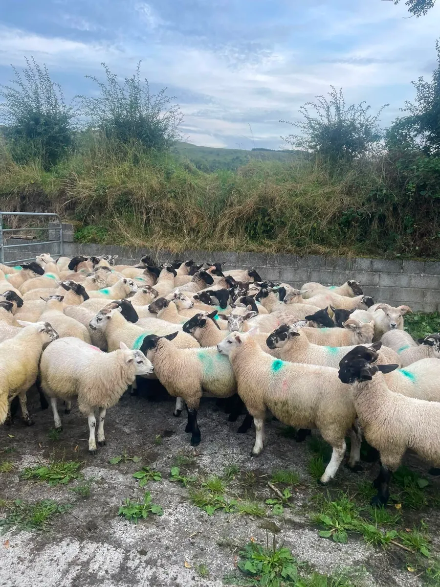 ⭐️80 Super Ram Lambs ⭐️ - Image 3