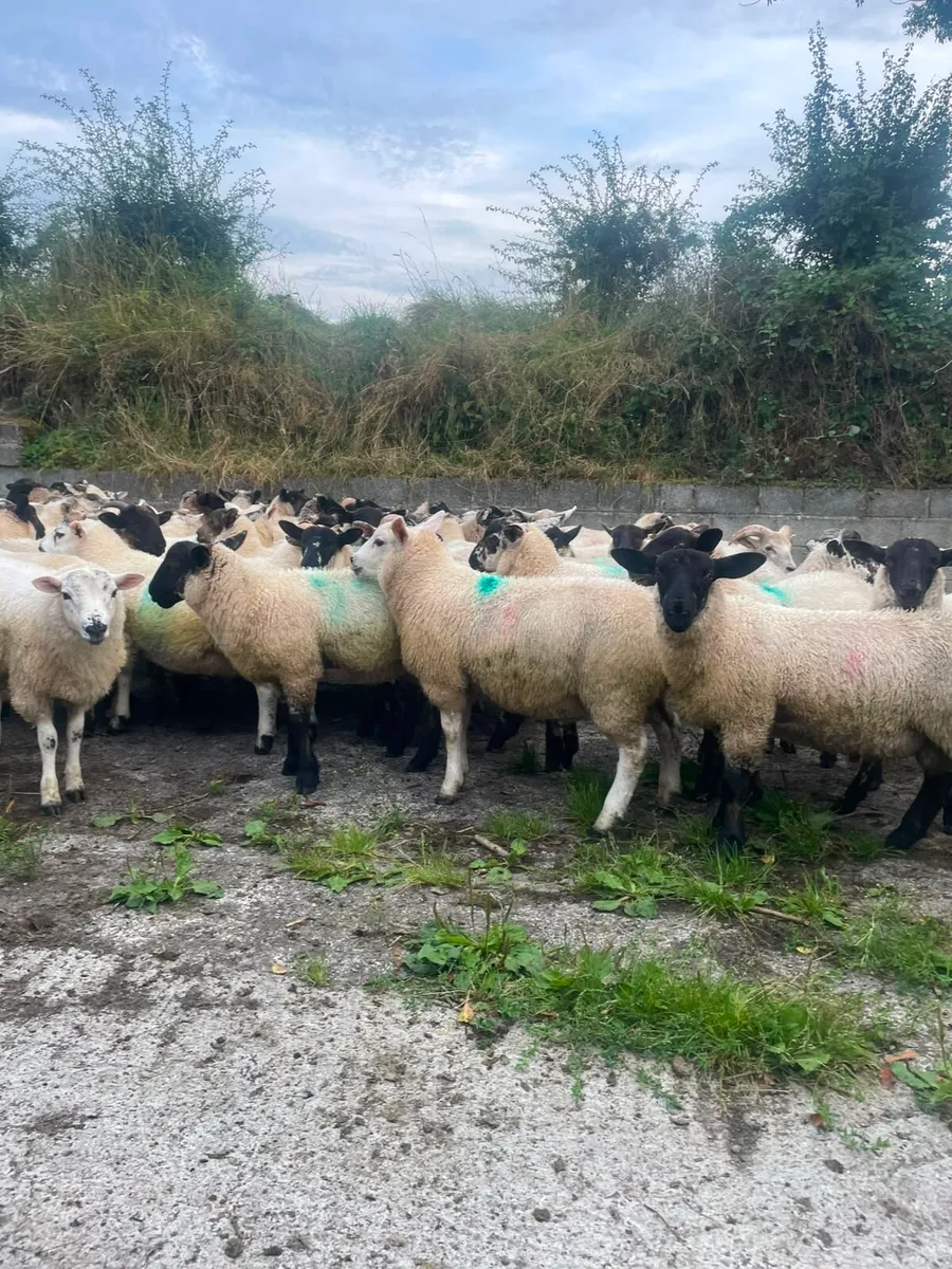 ⭐️80 Super Ram Lambs ⭐️ - Image 4