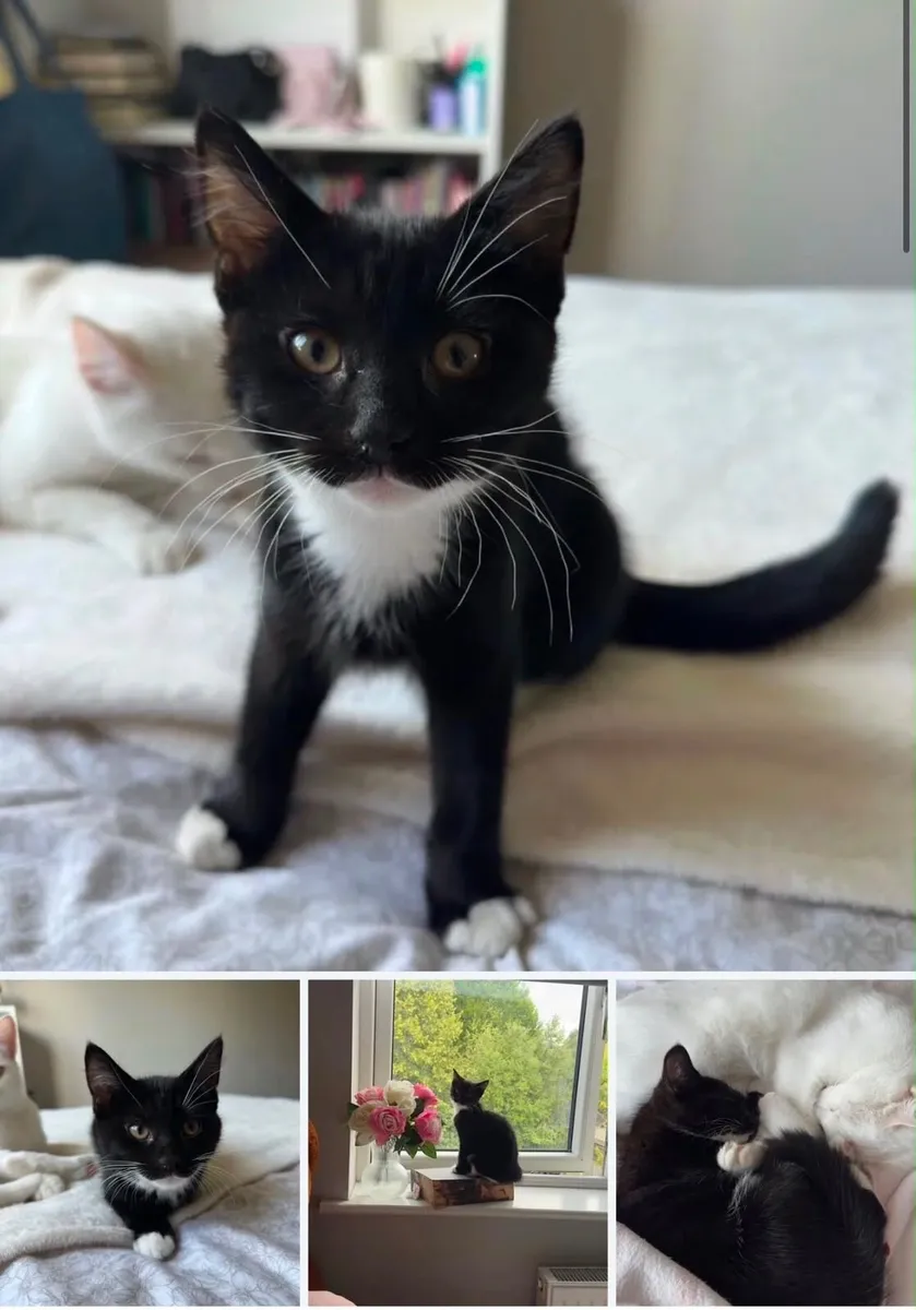 Kitten & litter box + cat items - Image 2