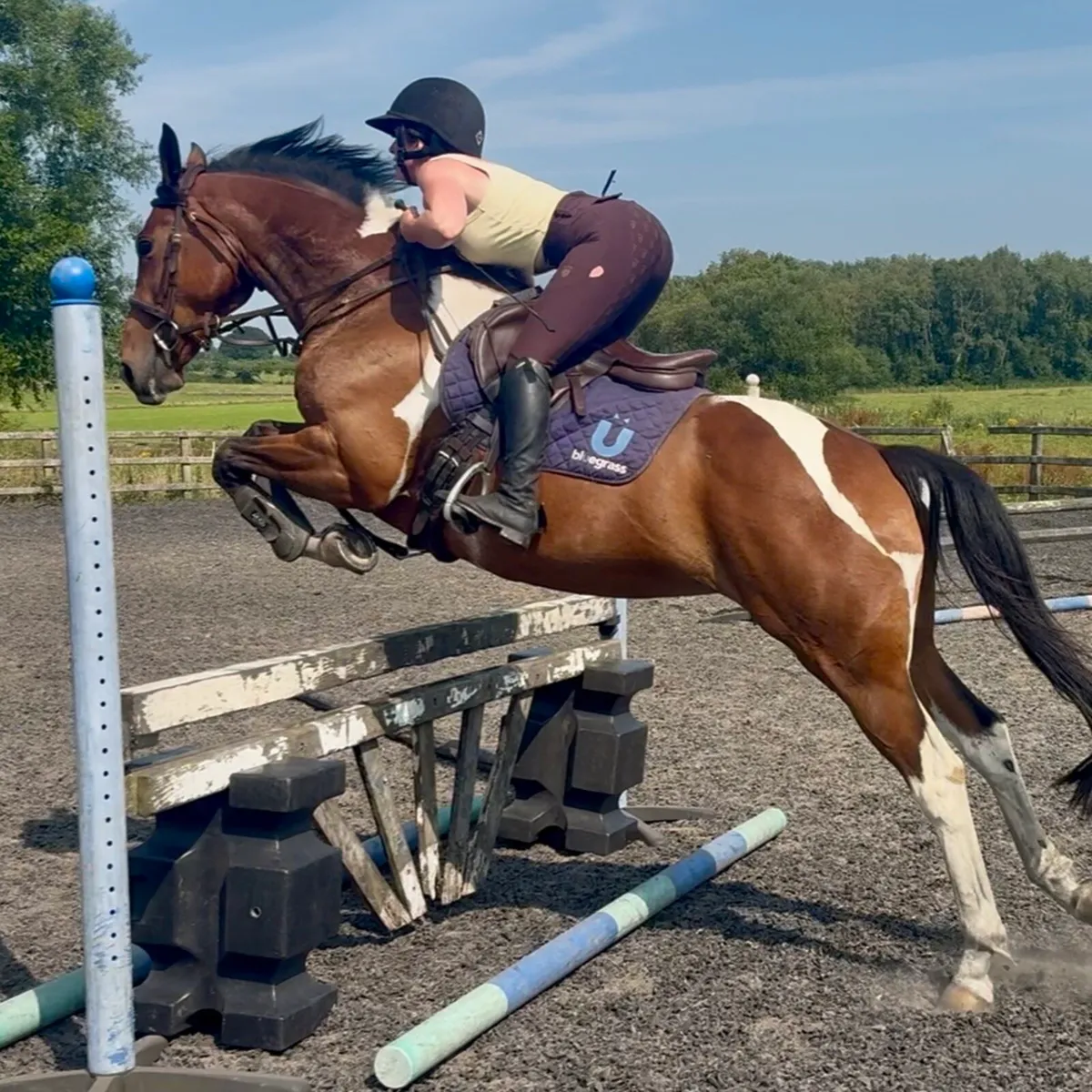 All rounder mare - Image 1