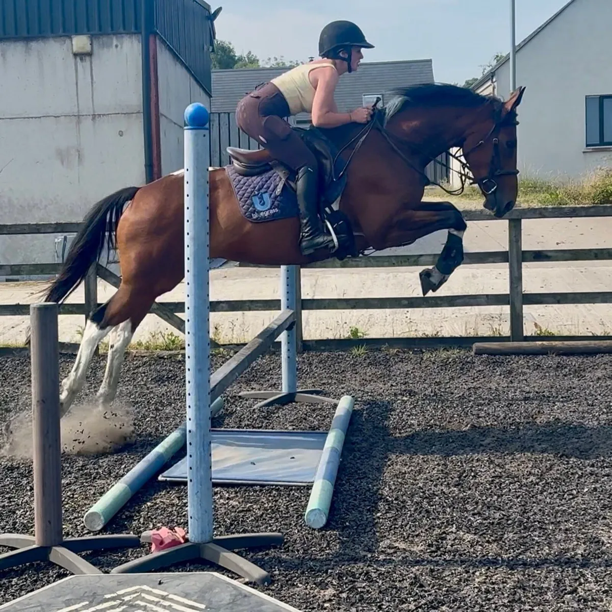 All rounder mare - Image 3