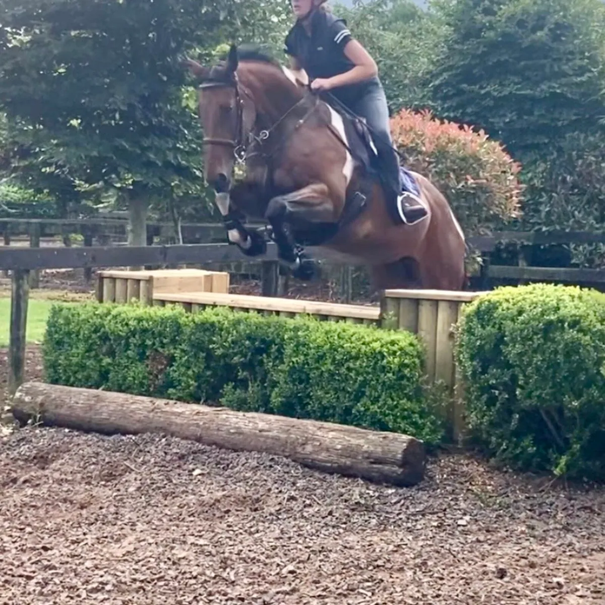 All rounder mare - Image 4