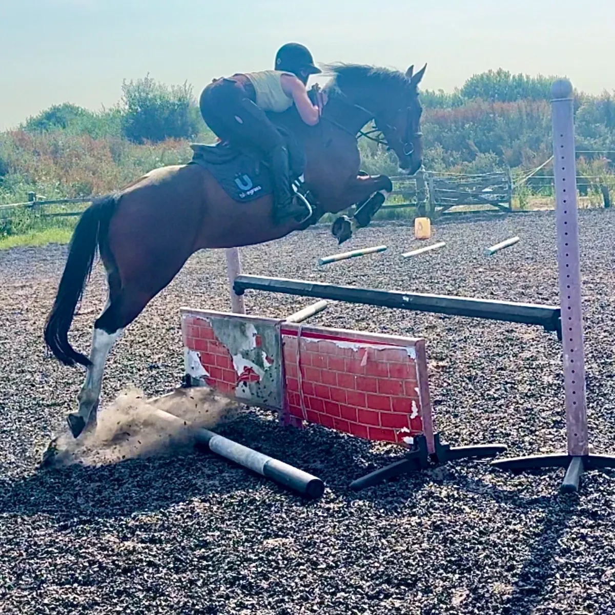 All rounder mare - Image 2