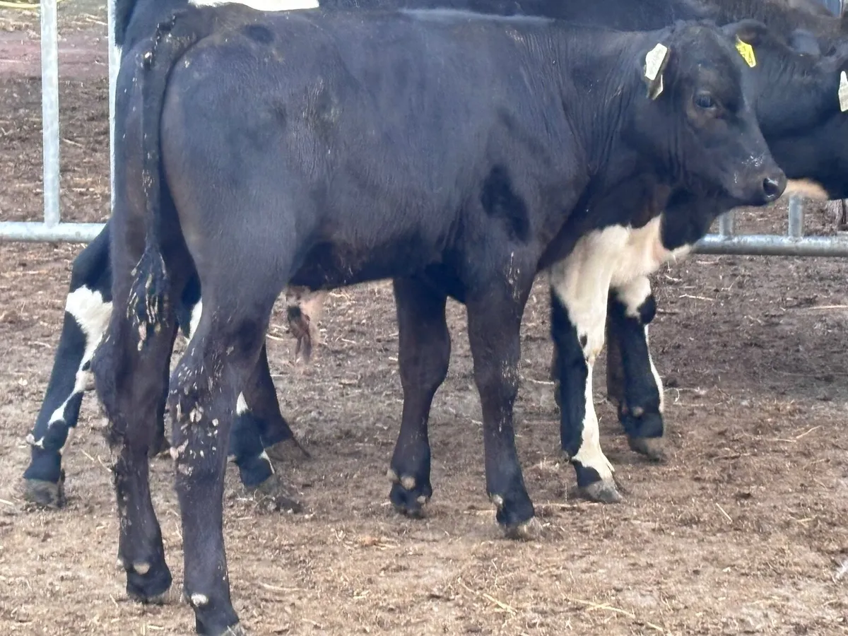 3 top quality Angus bull runners for sale - Image 1