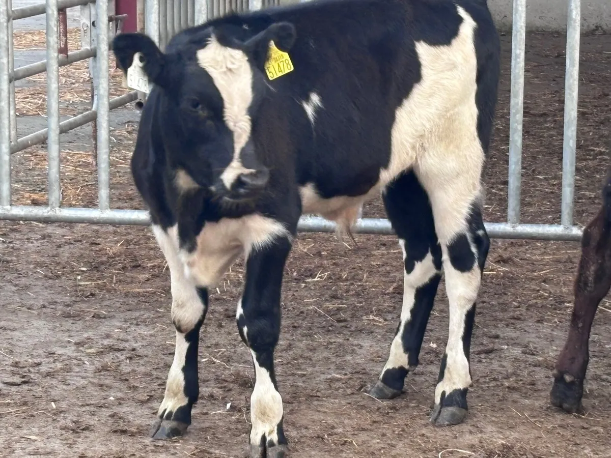 3 top quality Angus bull runners for sale - Image 2