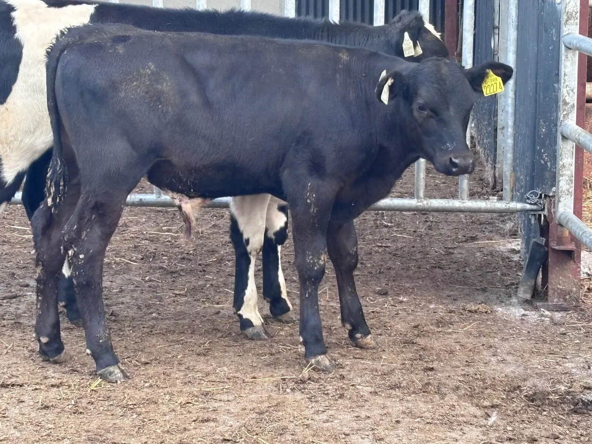 3 top quality Angus bull runners for sale - Image 4