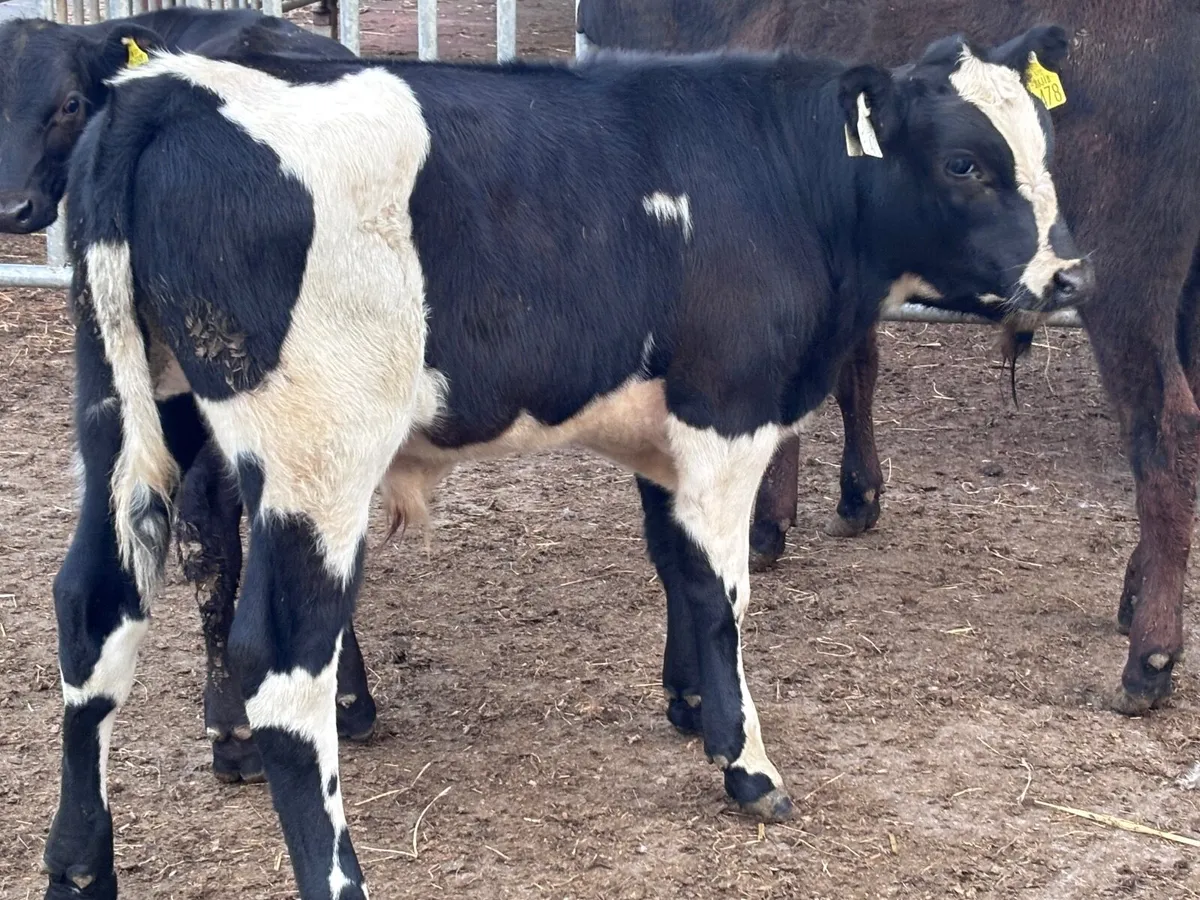 3 top quality Angus bull runners for sale - Image 3
