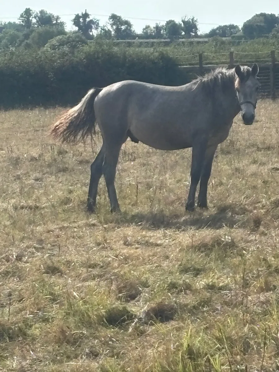 Conemara yearling - Image 1