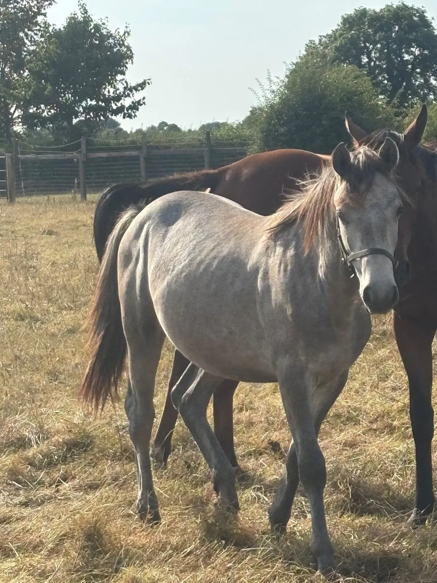 Conemara yearling - Image 3