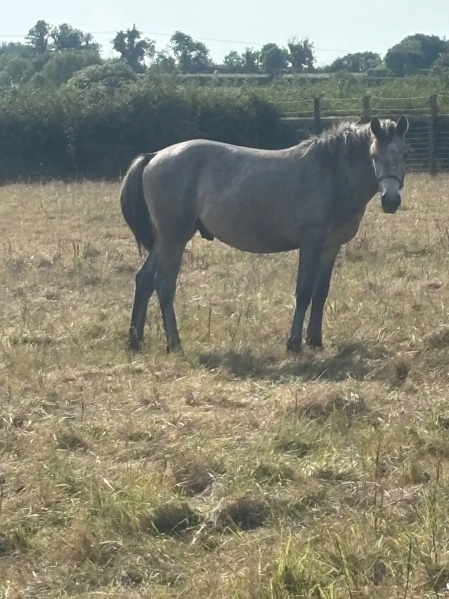 Conemara yearling - Image 2