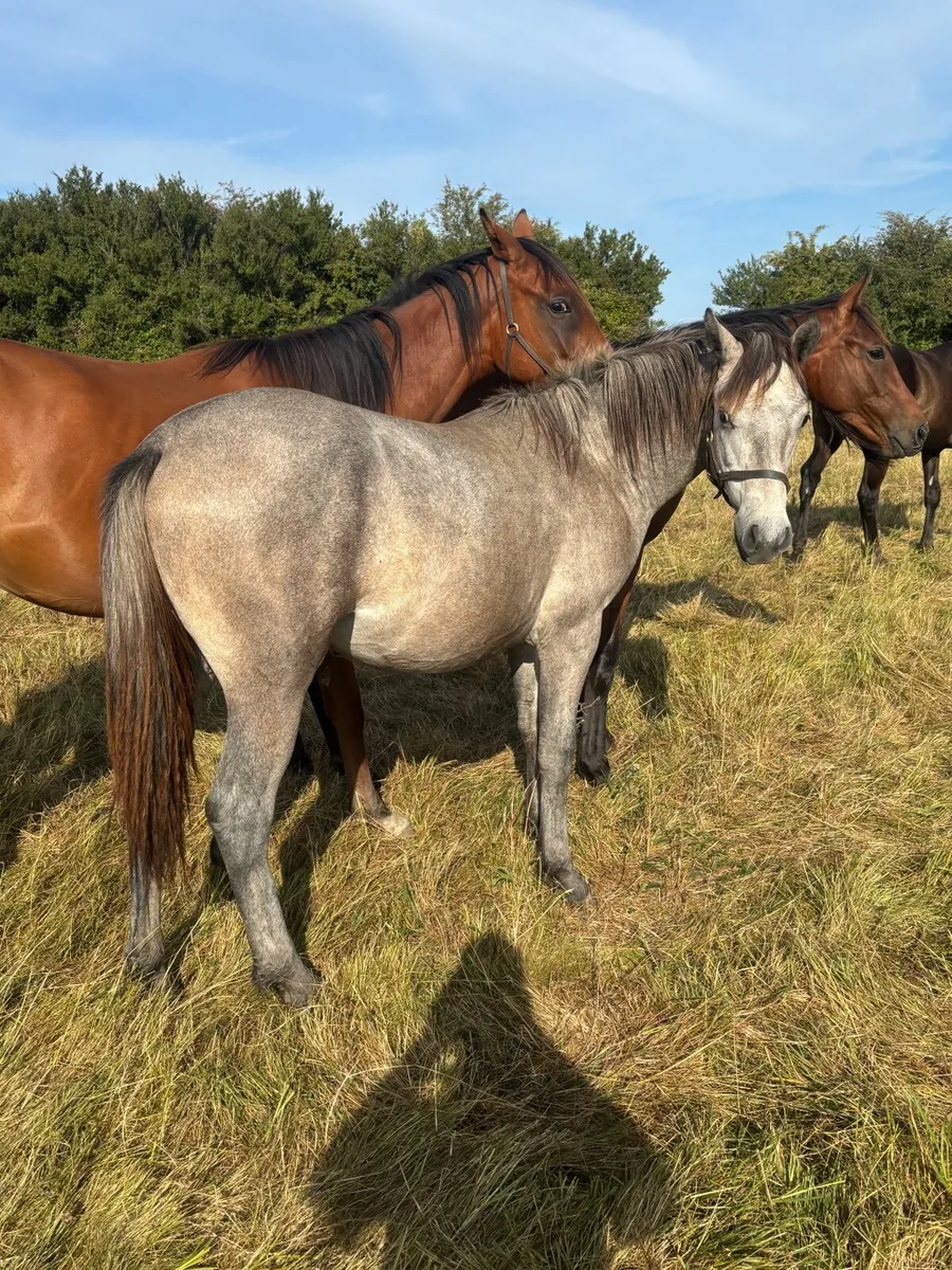 Conemara colt - Image 1