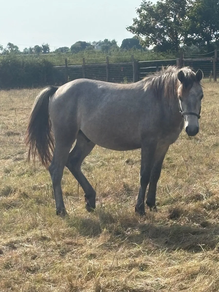 Conemara yearling - Image 4
