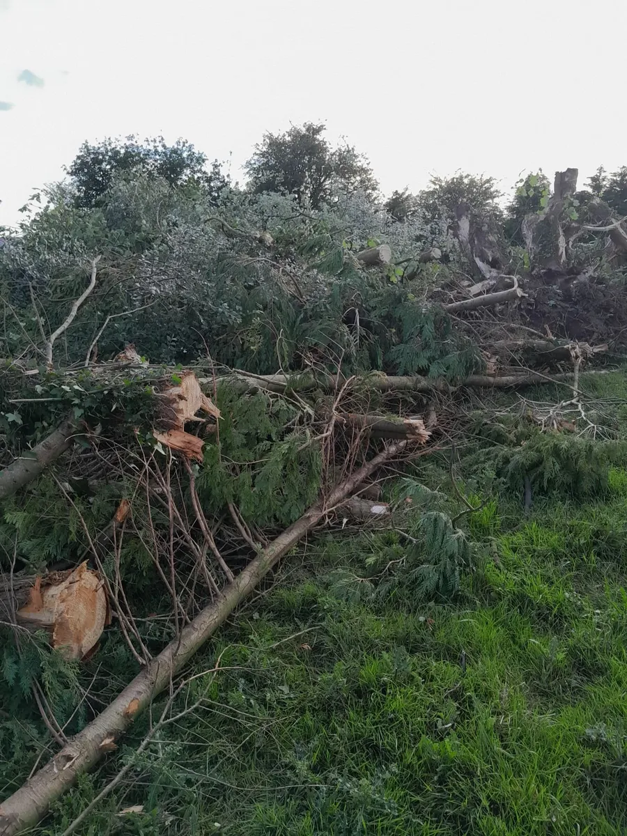 Leylandii timber - Image 2