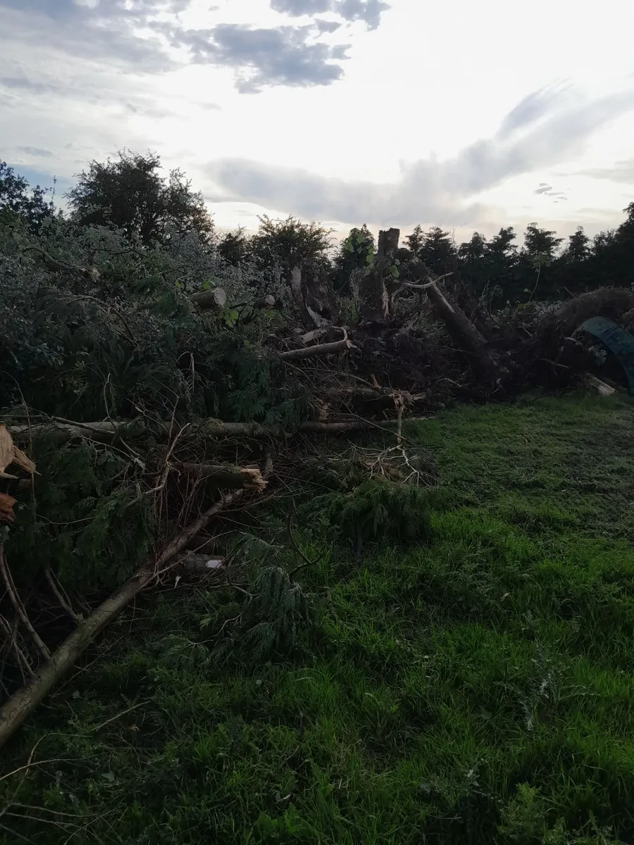 Leylandii timber - Image 1