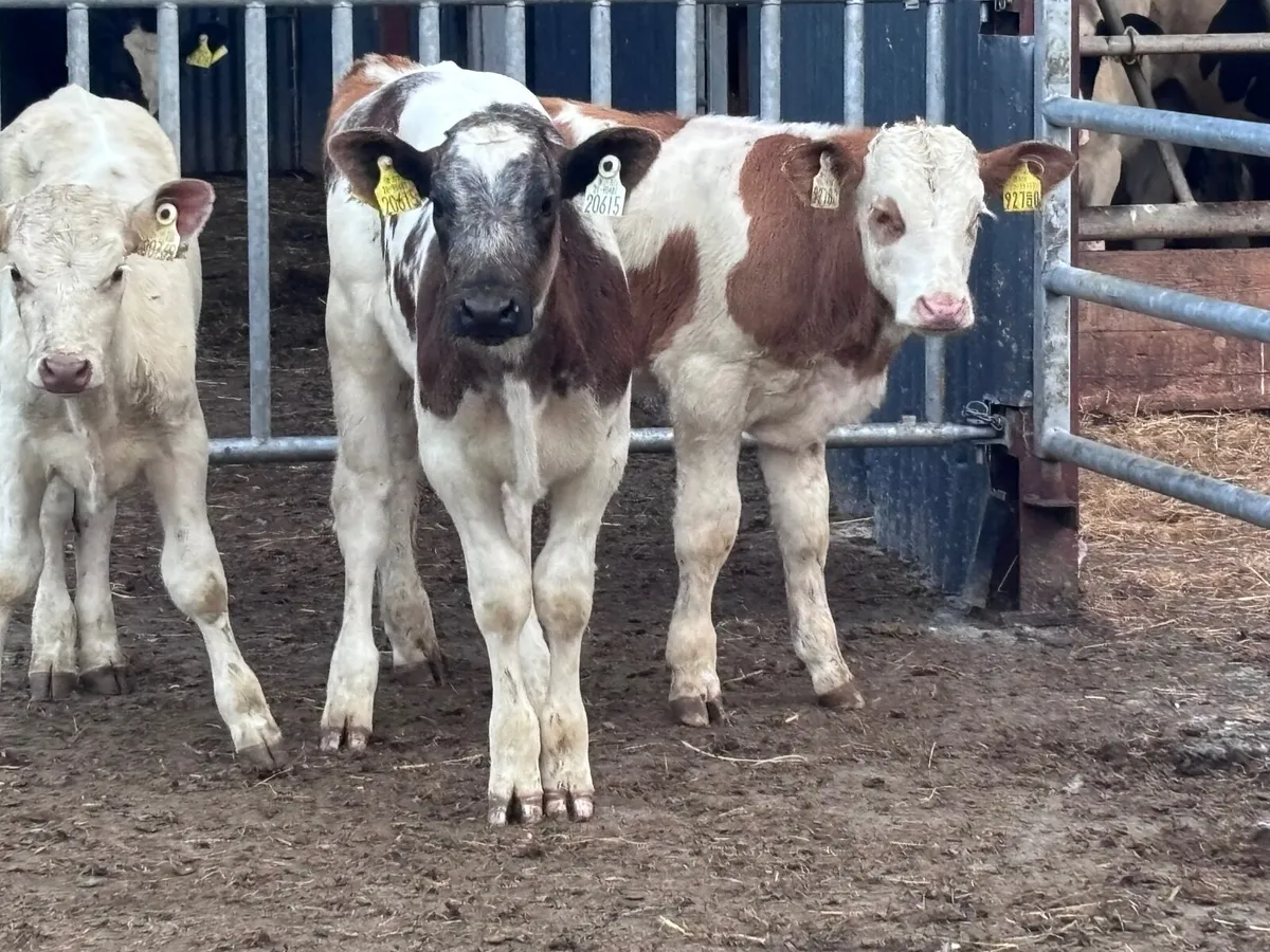 3 reared continental calves for sale - Image 1