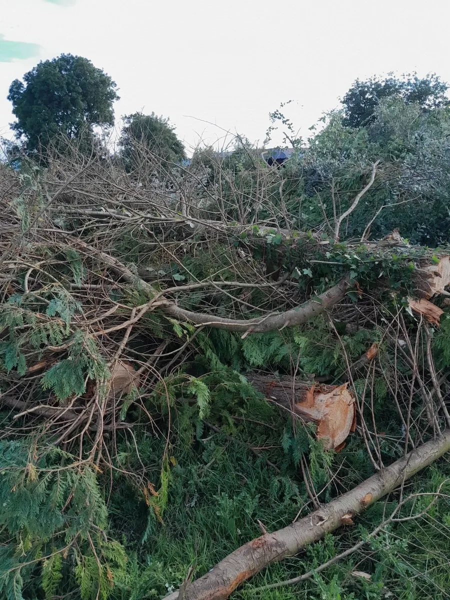 Leylandii timber - Image 3
