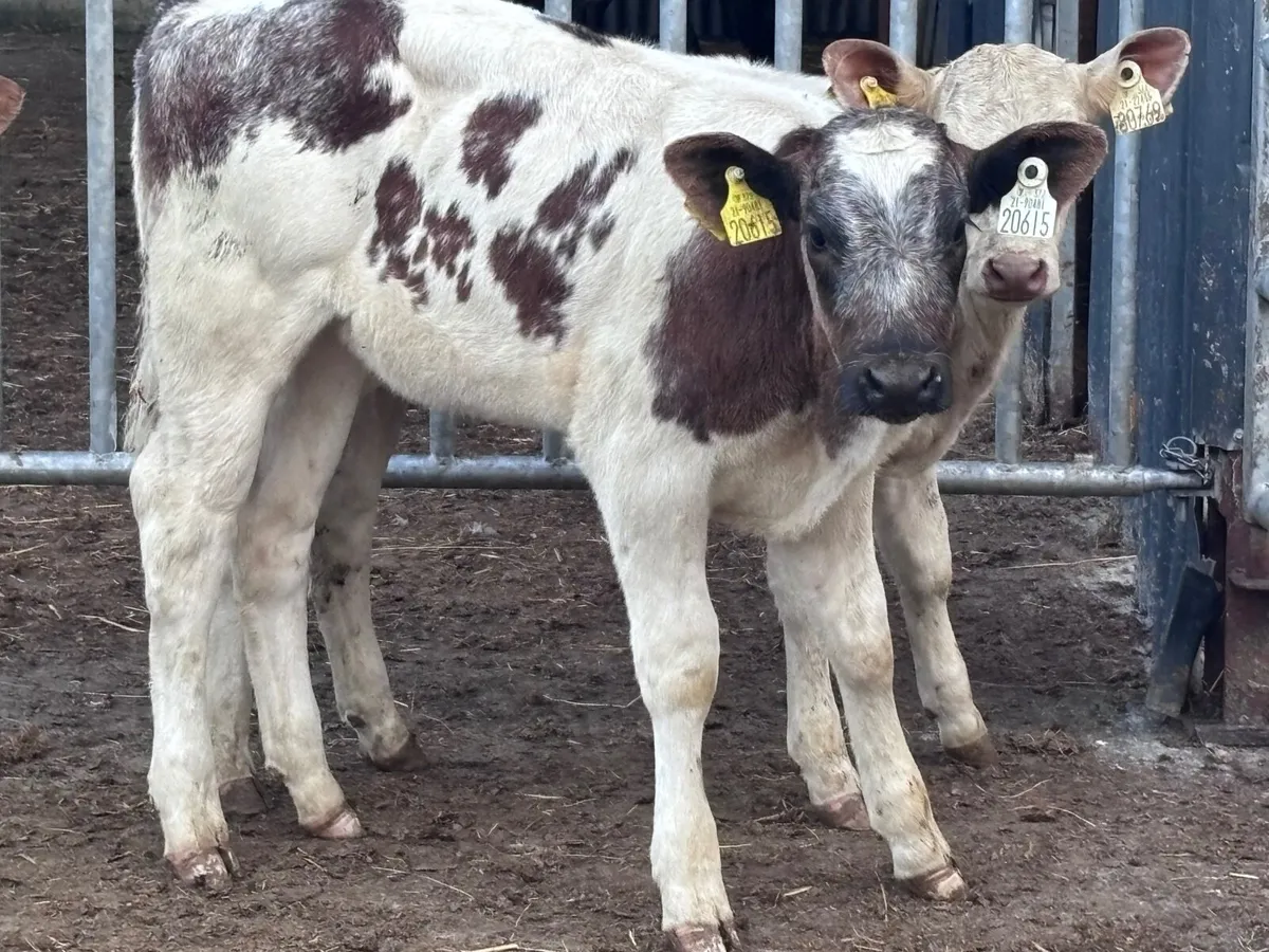 3 reared continental calves for sale - Image 3