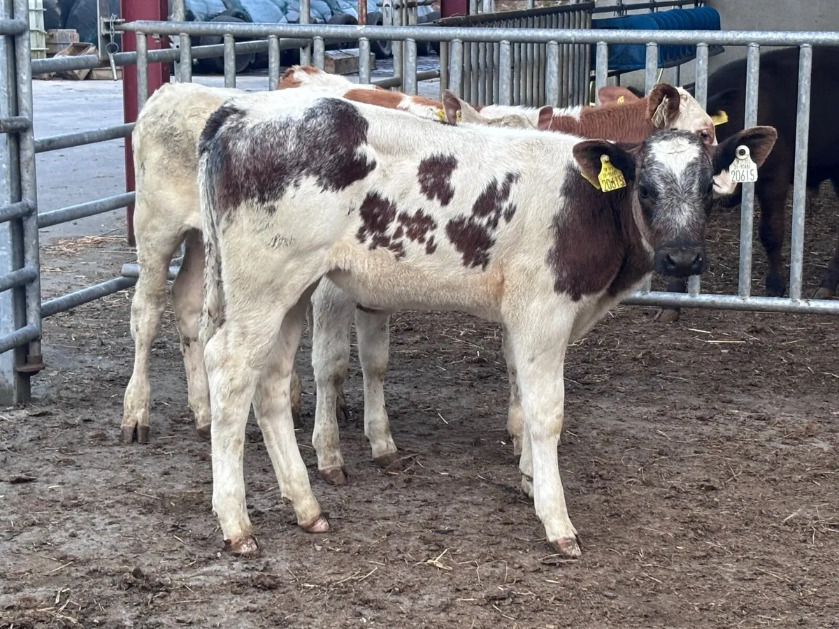 3 reared continental calves for sale - Image 4