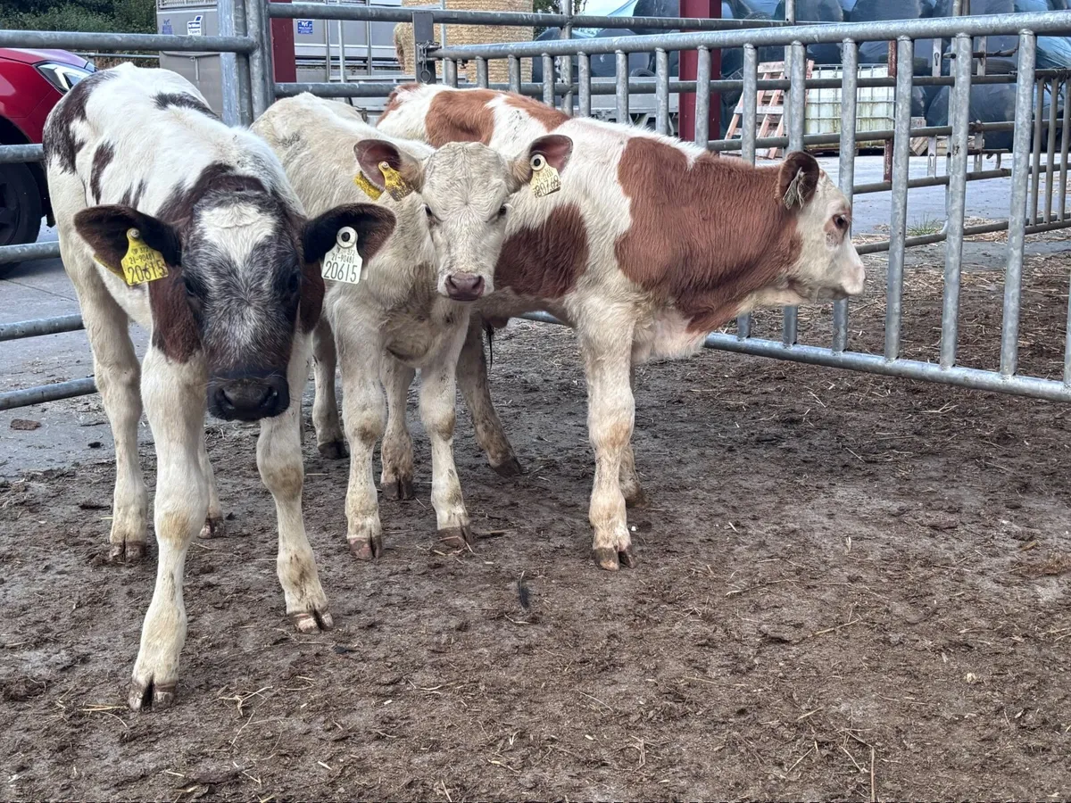 3 reared continental calves for sale - Image 2