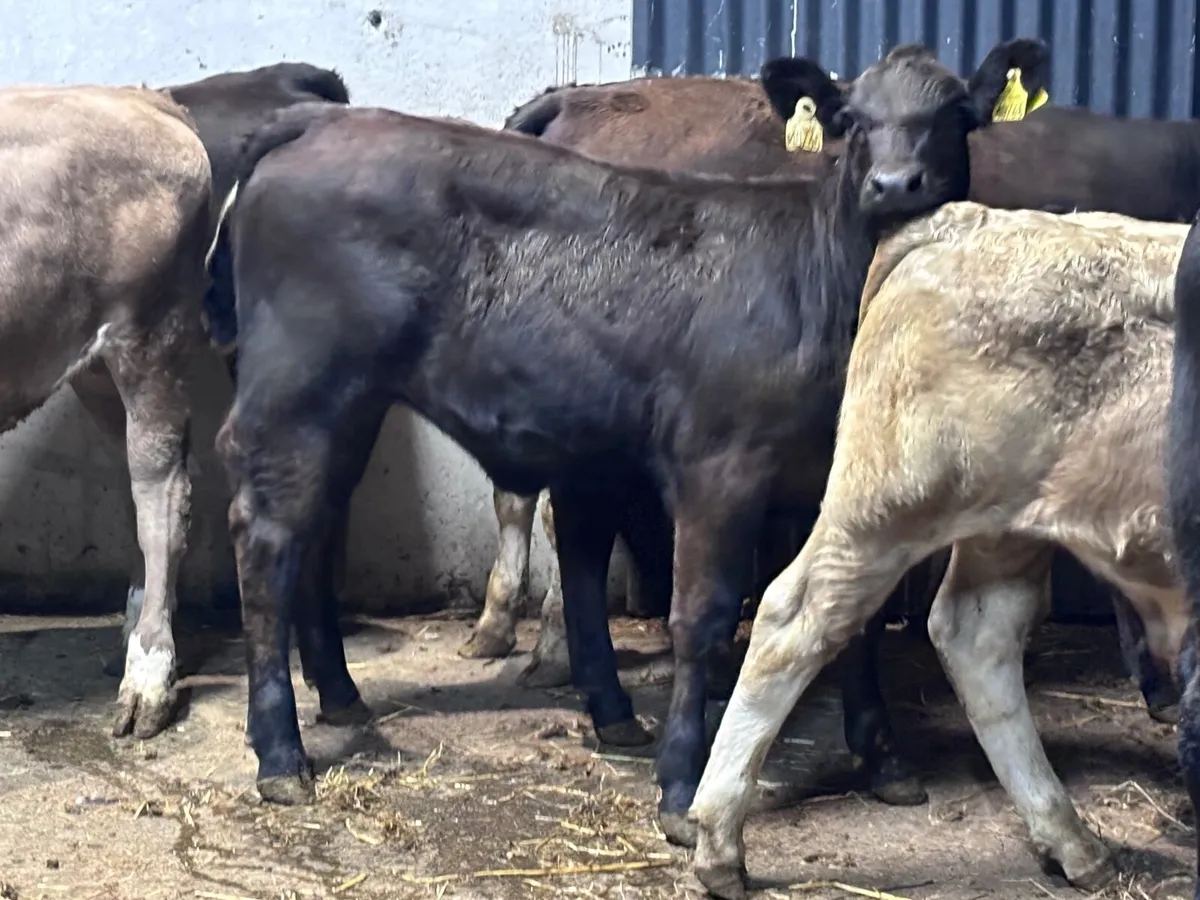 10 top quality 26 born Weanlings for sale - Image 4