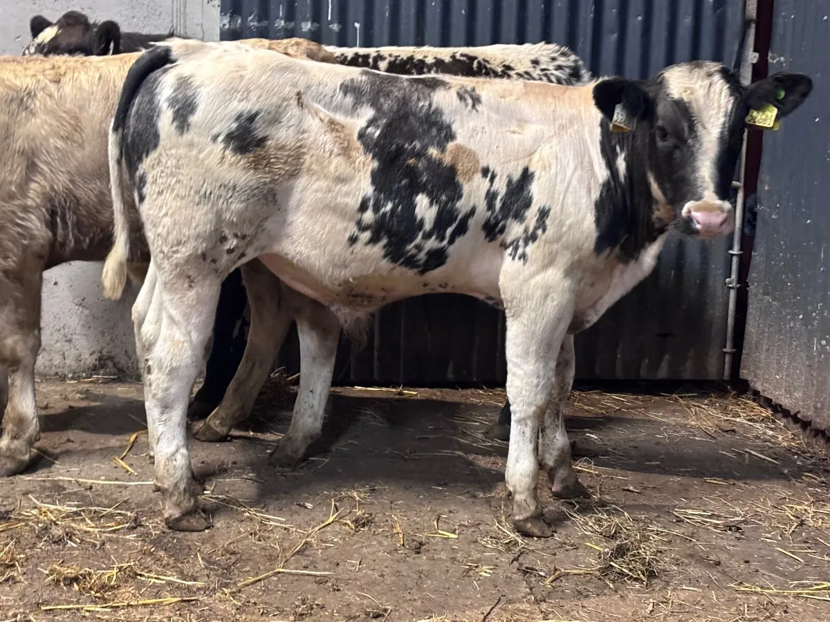 10 top quality 26 born Weanlings for sale - Image 3