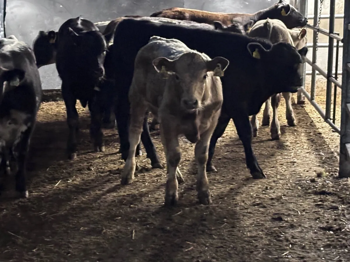 10 top quality 26 born Weanlings for sale - Image 2