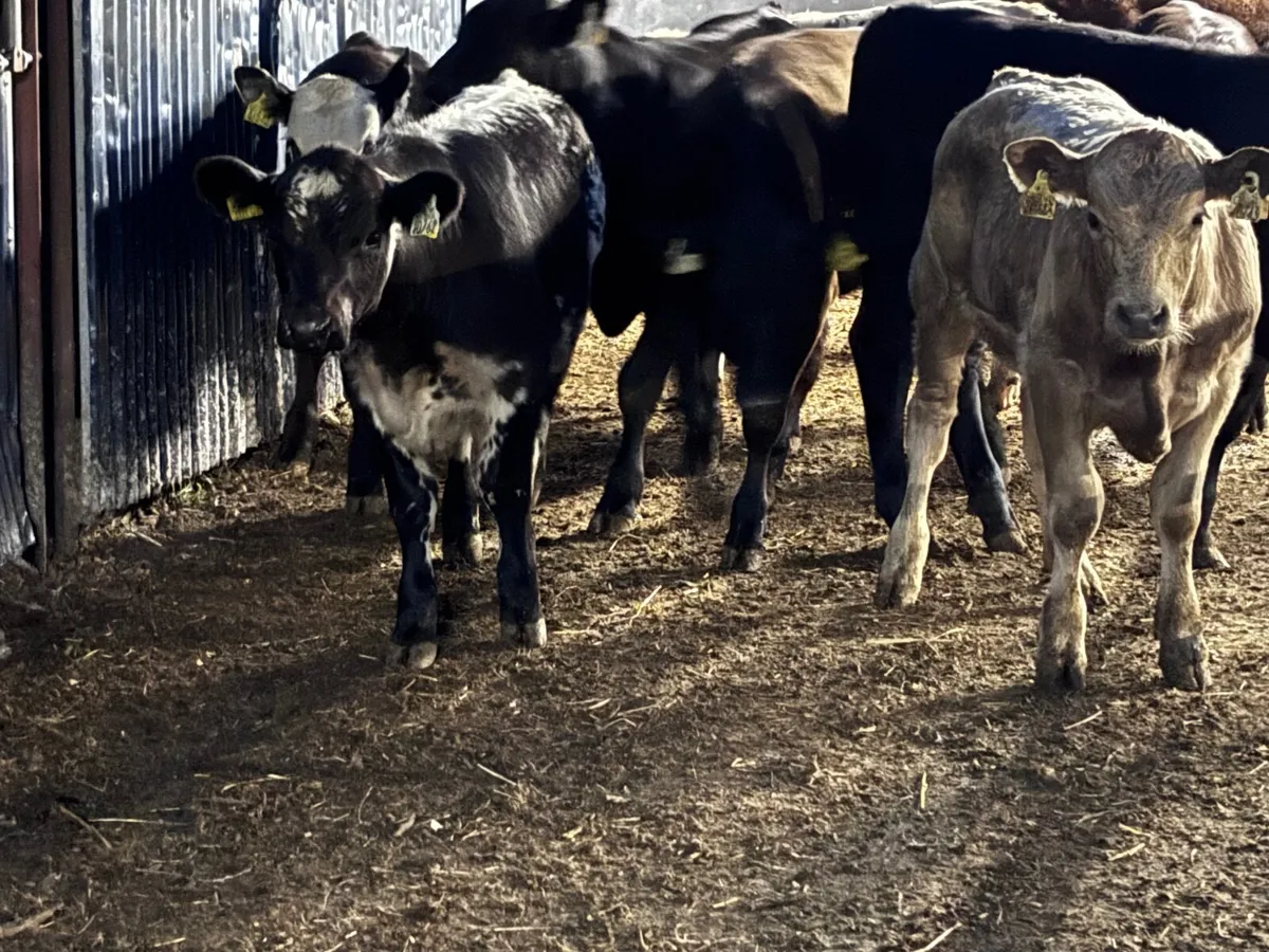 10 top quality 26 born Weanlings for sale - Image 1