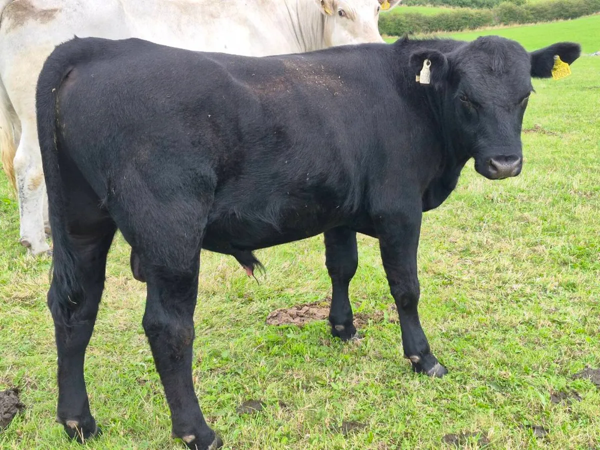 Angus Bull - Image 1