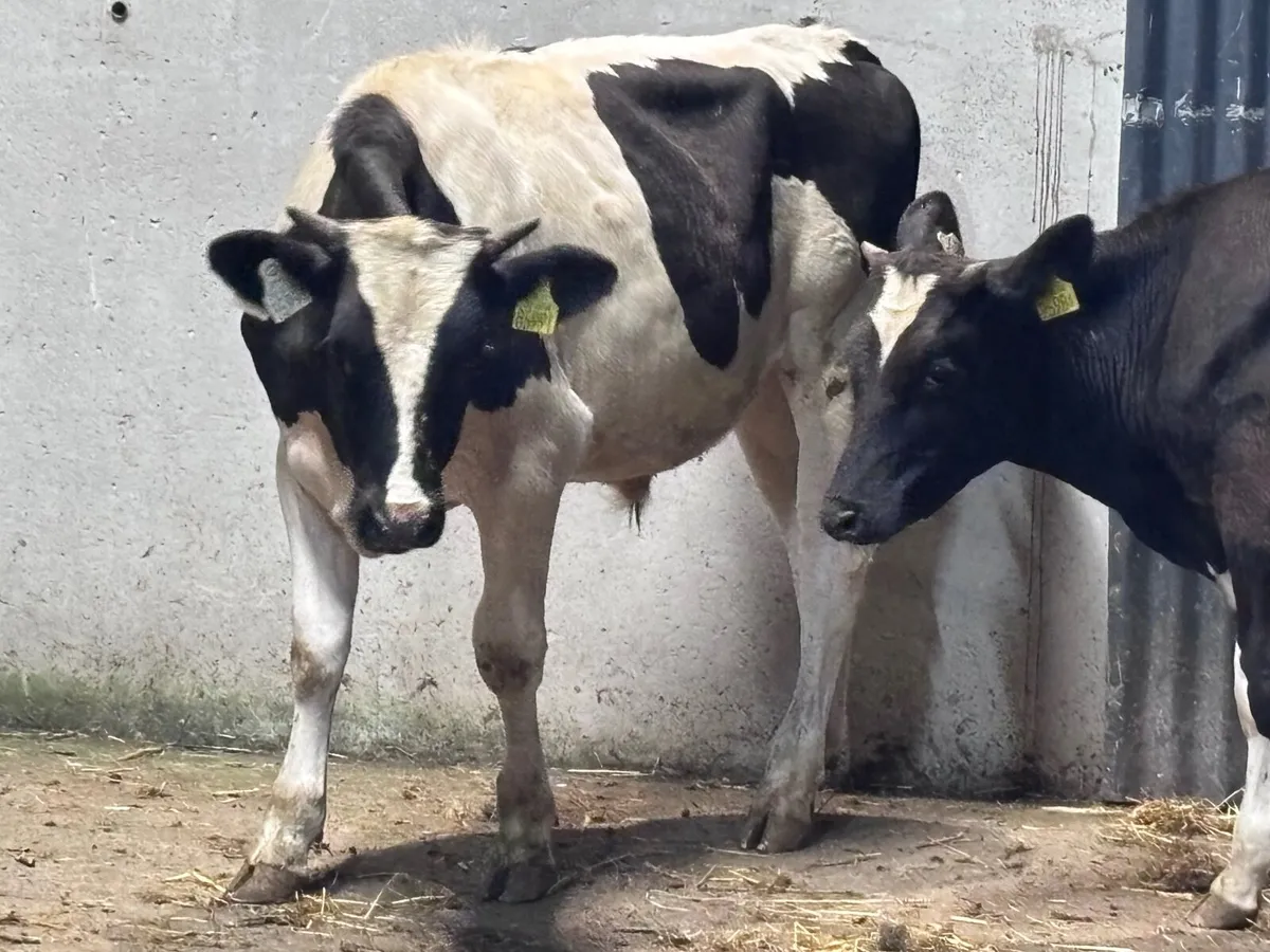 2 Freisan bull Weanling for sale - Image 4