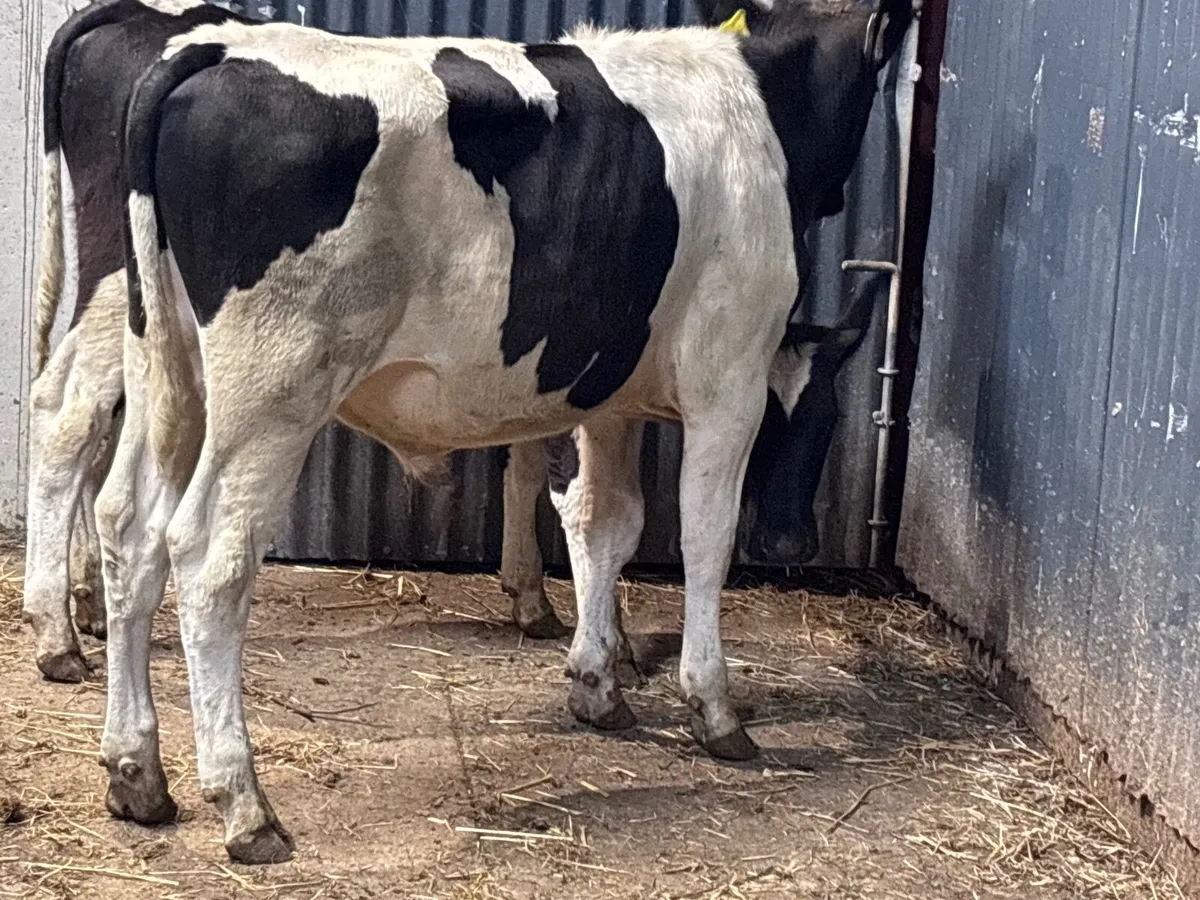2 Freisan bull Weanling for sale - Image 1