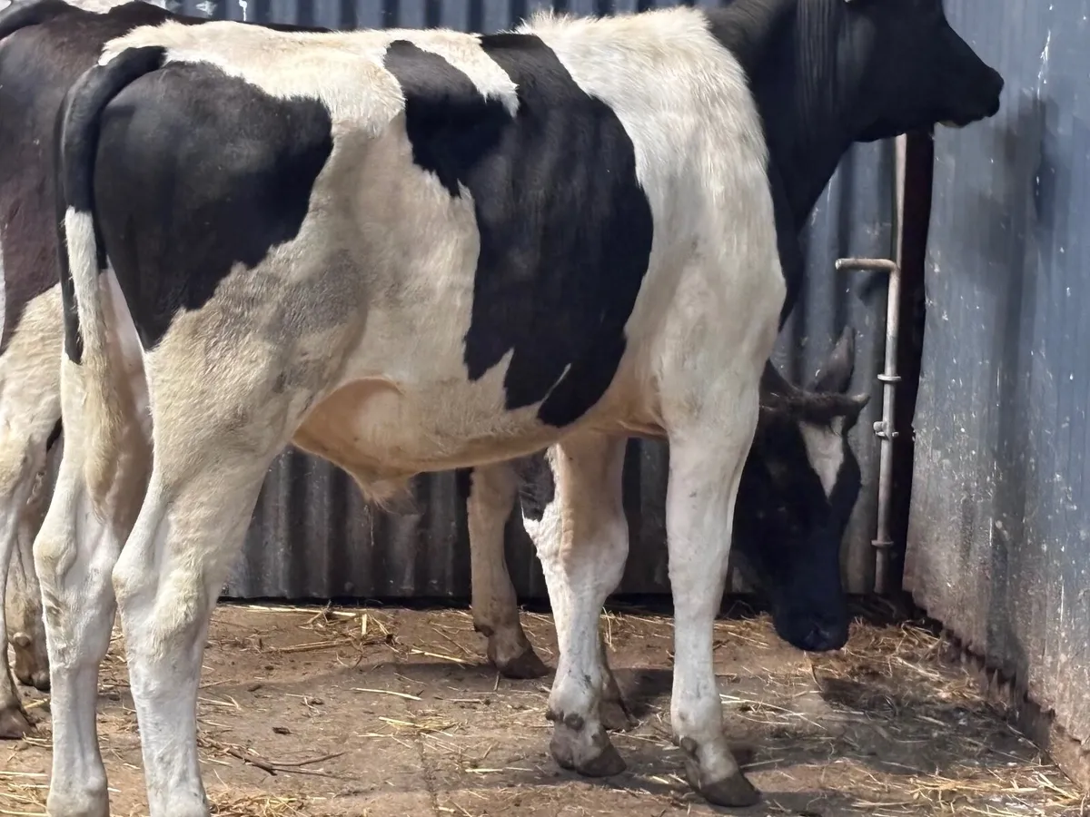2 Freisan bull Weanling for sale - Image 2