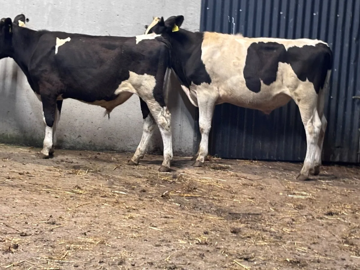 2 Freisan bull Weanling for sale - Image 3