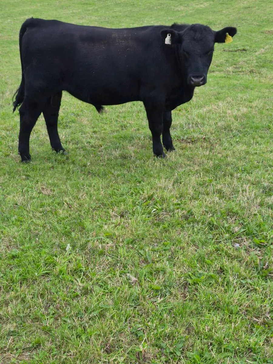 Angus Bull - Image 2