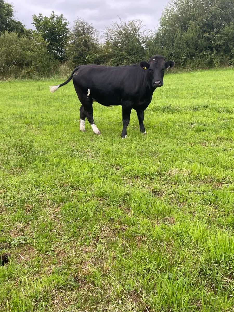 Super limousine blue bred Incalf heifer - Image 2