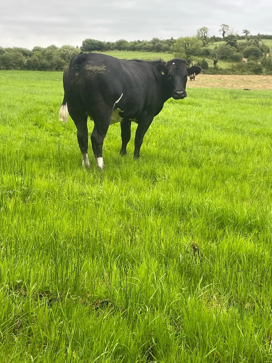 Super limousine blue bred Incalf heifer - Image 3